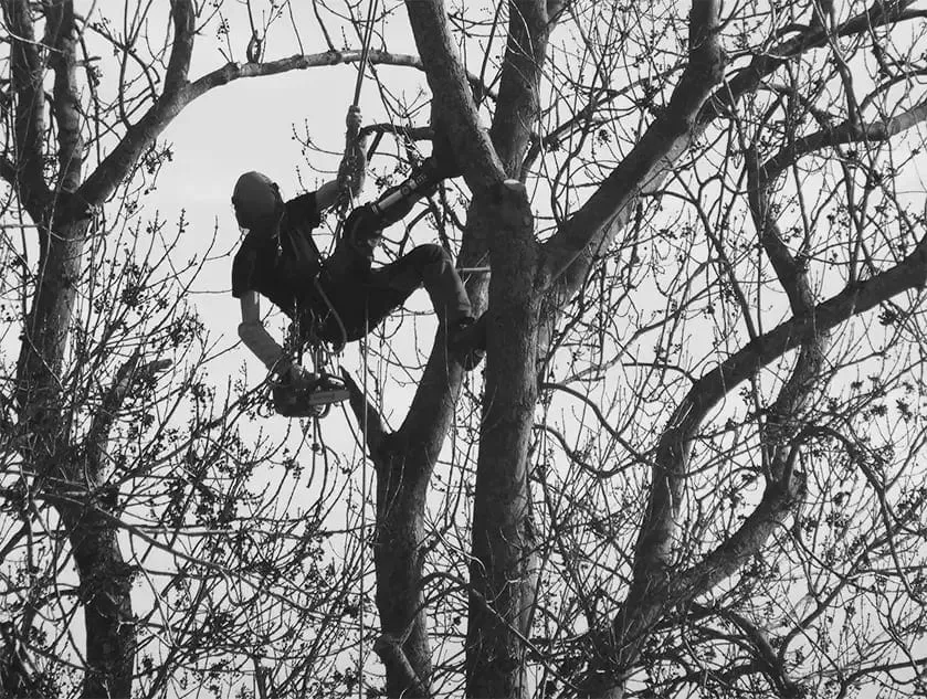 Olivier vanhamme arboriste